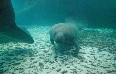 Fish swimming in sea