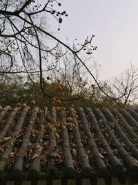 Trees against sky