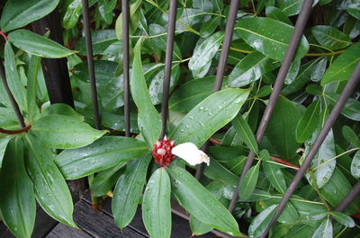 Close-up of plant