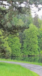 Scenic view of green trees against sky