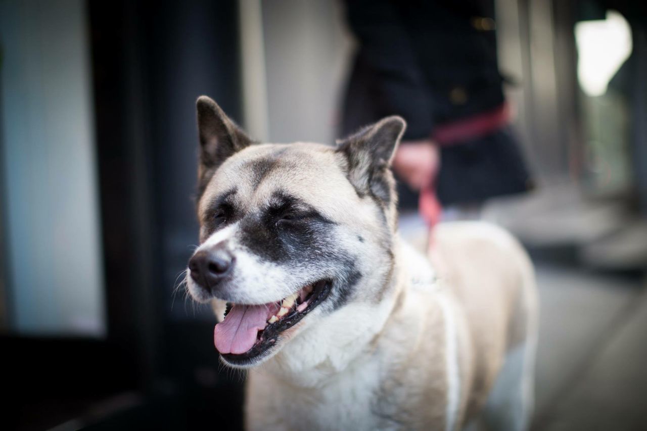 animal themes, dog, domestic animals, one animal, pets, mammal, focus on foreground, animal head, close-up, indoors, animal body part, looking away, portrait, snout, white color, zoology, day, no people, pet collar