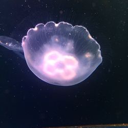 Jellyfish against black background