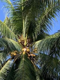 Low angle view of palm trees against sky