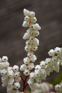 Close-up of white blossom