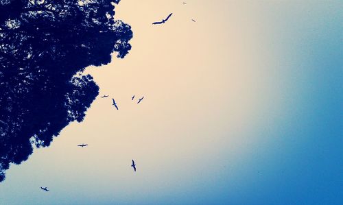 Low angle view of birds flying in sky