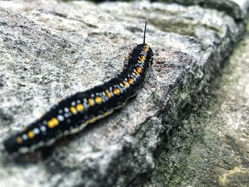 Close-up of butterfly on rock