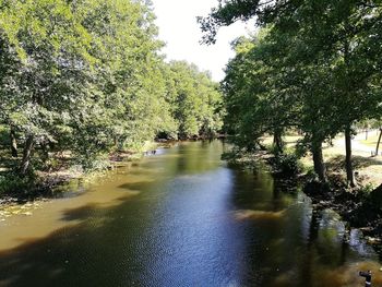 Scenic view of river amidst trees in forest