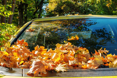 Autumn leaves on road by trees