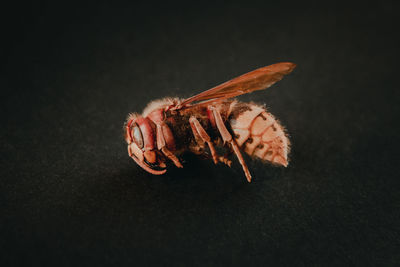 Close-up of insect over black background