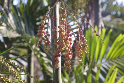 Close-up of berries growing on tree