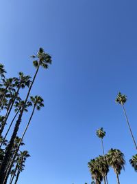 Low angle view of coconut palm tree against blue sky