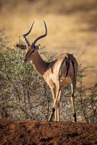 Male common impala stands on earth ridge