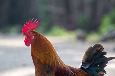 Close-up of rooster