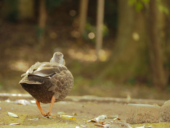 Bird perching on a field