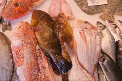 Close-up of fish for sale