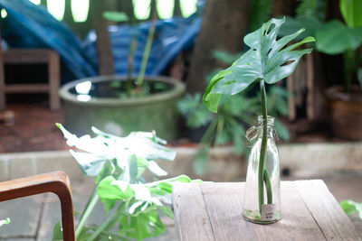 Close-up of potted plant on table