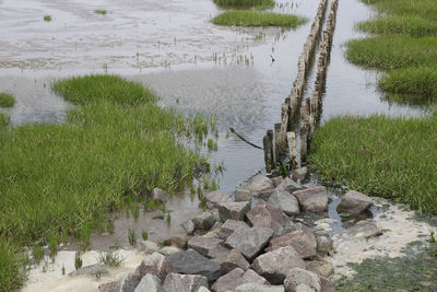 High angle view of grass by lake