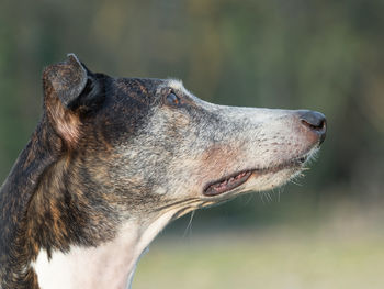 Close-up of dog head