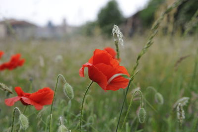 Close-up of red poppy flower on field
