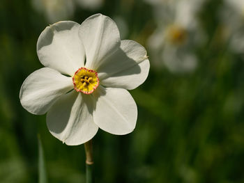 Close-up of flower blooming outdoors