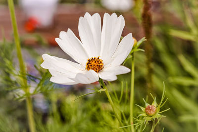 Close-up of white flowering plant