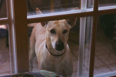 Portrait of dog looking through window