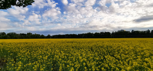 Scenic view of oilseed rape field against cloudy sky