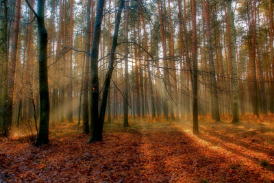 Trees in forest during autumn