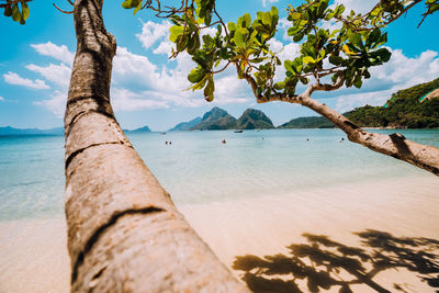 Tree growing at beach against sky