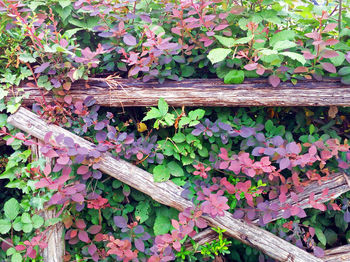 High angle view of ivy on wooden tree