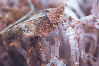 Close-up of leaves against blurred background