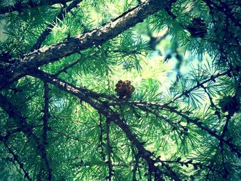 Low angle view of tree