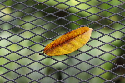 Close-up of dried leaf on metal fence
