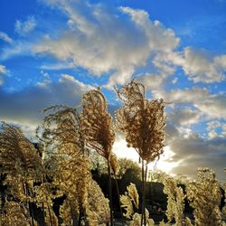 Low angle view of trees against sky