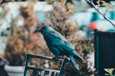 Close-up of bird perching on chair 