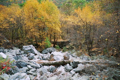 Autumn leaves on tree