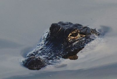 High angle view of turtle swimming in sea