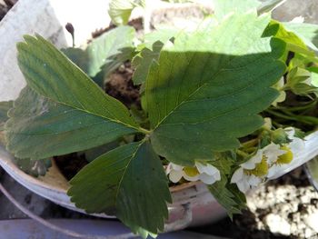 High angle view of fresh green leaves on plant