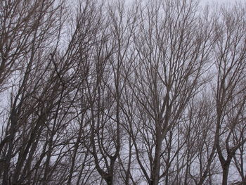 Low angle view of bare trees during winter