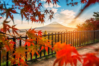 Trees and plants by railing against sky during autumn