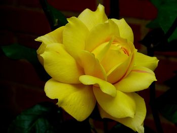 Close-up of yellow flower blooming outdoors