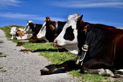 Cows in a field