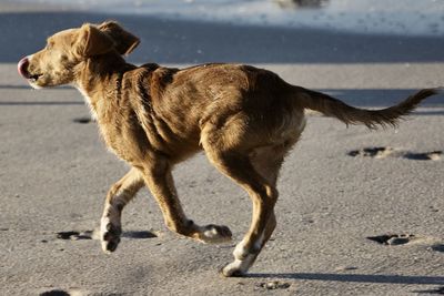 Dog standing on road