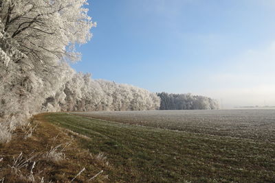 Scenic view of field against sky