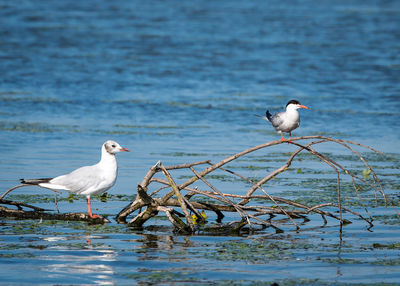 Seagulls perching on a sea