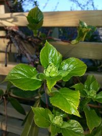 Close-up of plant