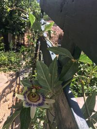 High angle view of flowering plant on tree