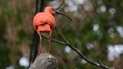 Close-up of bird perching on flower