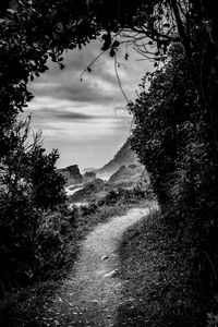 Trees on landscape against sky