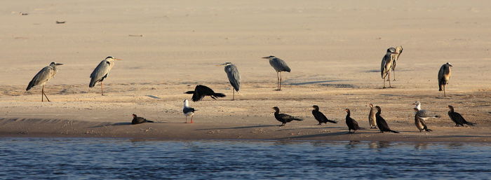 Panoramic shot of birds at beach